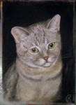 Портрет кота